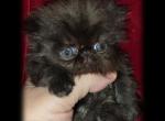 Exotic Short Hair and Exotic Long Hair - Exotic Kitten For Sale - Nanty Glo&comma; PA&comma; US