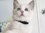 Black - Ragdoll Kitten For Sale - Encino&comma; CA&comma; US