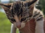 Zara - Domestic Kitten For Sale - Front Royal&comma; VA&comma; US