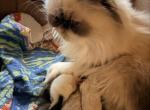 Christmas Himalayans - Himalayan Kitten For Sale - Vincennes&comma; IN&comma; US