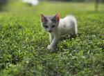 Snowball - Domestic Kitten For Sale - Front Royal&comma; VA&comma; US