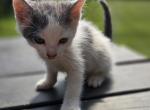 Winter - Domestic Kitten For Sale - Front Royal&comma; VA&comma; US