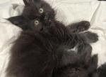 Jinx - Maine Coon Kitten For Sale - St&period; Louis&comma; MO&comma; US