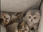 Simba - Scottish Fold Kitten For Adoption - OH&comma; US