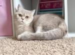 Sunday - British Shorthair Kitten For Sale - 