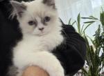 Ragdoll gray color - Ragdoll Kitten For Sale - Auburn&comma; WA&comma; US