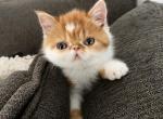 Duchess Ginger - Persian Kitten For Sale - Arlington Heights&comma; IL&comma; US