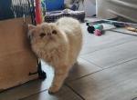 Cotton Candy - Persian Kitten For Sale - Chula Vista&comma; CA&comma; US