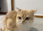 Lucy - British Shorthair Cat For Sale - Dearborn&comma; MI&comma; US