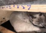 Lolas babies - Siamese Kitten For Sale - Worcester&comma; MA&comma; US