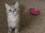 Bee - British Shorthair Kitten For Sale - Johns Creek&comma; GA&comma; US
