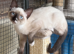 Seal Point SnowShoe Female - Siamese Kitten For Sale - Dixon&comma; MO&comma; US