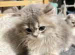 Vlad - British Shorthair Kitten For Sale - 