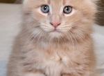 Greenjack ApexNC - Maine Coon Kitten For Sale - Apex&comma; NC&comma; US