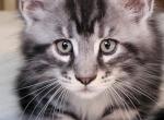 Greenjack ApexNC - Maine Coon Kitten For Sale - Apex&comma; NC&comma; US