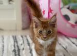 Sunny - Maine Coon Kitten For Sale - North Port&comma; FL&comma; US