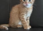 Orange Boy - Domestic Kitten For Adoption - Meridian&comma; ID&comma; US