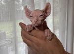 Sphynx - Sphynx Kitten For Sale - Orlando&comma; FL&comma; US