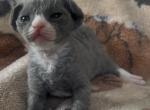 Marigold Devon Rex - Devon Rex Kitten For Sale - Saint Petersburg&comma; FL&comma; US