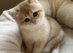 Fiona - British Shorthair Kitten For Sale - Bensalem&comma; PA&comma; US