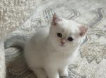 Faya - British Shorthair Kitten For Sale - 