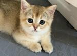 Felix - British Shorthair Kitten For Sale - 