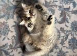 Simba - Scottish Straight Kitten For Sale - Palatine&comma; IL&comma; US