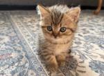 Calypso - Scottish Straight Kitten For Sale - Palatine&comma; IL&comma; US