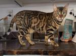 Luna - Bengal Cat For Adoption - Shelbina&comma; MO&comma; US
