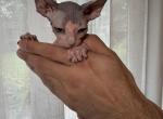 Sphynx blue and pink - Sphynx Kitten For Sale - 