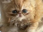 Striper - Persian Kitten For Sale - NJ&comma; US