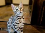 Mika - Bengal Kitten For Sale - Howell&comma; MI&comma; US