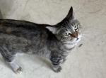 Finley - Domestic Cat For Adoption - Port Huron&comma; MI&comma; US