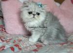 Mikey - Persian Kitten For Sale - Fort Worth&comma; TX&comma; US