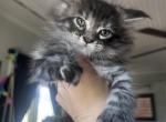 Liz - Maine Coon Kitten For Sale - Marshall&comma; MO&comma; US