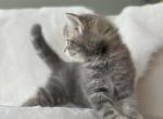 Scottish Straight Female Tabby Kitten - Scottish Fold Kitten For Sale - Celebration&comma; FL&comma; US