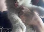 Ravioli - Maine Coon Kitten For Sale - Marshall&comma; MO&comma; US