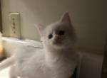 Spaghettio - Maine Coon Kitten For Sale - Marshall&comma; MO&comma; US