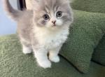 Cody - Scottish Straight Kitten For Sale - Bonney Lake&comma; WA&comma; US