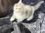 Nala - Scottish Straight Kitten For Sale - Bonney Lake&comma; WA&comma; US