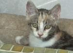 Peaches - Domestic Kitten For Adoption - 