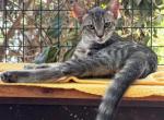 Freckles - Domestic Kitten For Sale - 