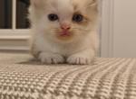 Ragdoll Bicolor Male2 - Ragdoll Kitten For Sale - Westborough&comma; MA&comma; US