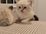 Ragdoll Mitted Boy1 - Ragdoll Kitten For Sale - Westborough&comma; MA&comma; US