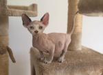 Sphynx kittens - Sphynx Kitten For Sale - Inman&comma; SC&comma; US