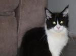 Ravenna tica price reduced - Maine Coon Kitten For Sale - 