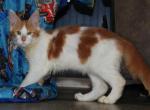 Bullwinkle - Maine Coon Kitten For Sale - Zanesville&comma; OH&comma; US