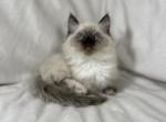 Dave - Munchkin Kitten For Sale - 