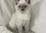Nash - Ragdoll Kitten For Sale - 