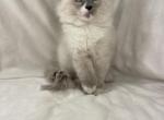 Ramsey - Ragdoll Kitten For Sale - 
